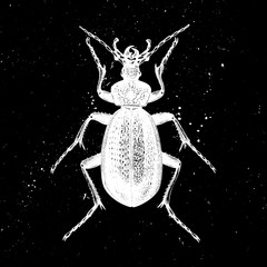 Hand drawn Giant violet beetle  vector illustration. Mystic entomological illustration. Vintage high detailed insects drawing on artistic black background.