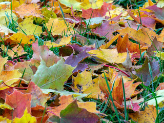 abstract picture with colorful maple leaves, suitable for backgrounds