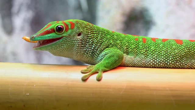 Giant day gecko eating a mealworm on bamboo in up close view.