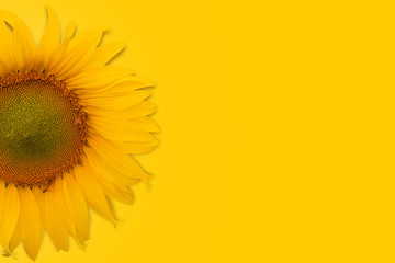 Obraz premium sunflower with copy space on yellow background