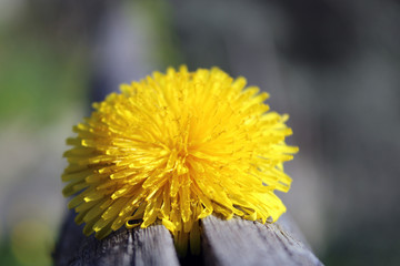 Semisfera gialla e fiore