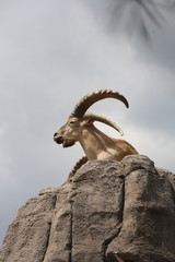 Mountain goat