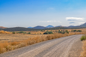 Mountain landscape. A country road passes by olive groves. In the distance, the turbines of a wind farm are visible.