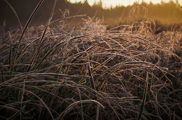 autumn field at sunrise. closeup