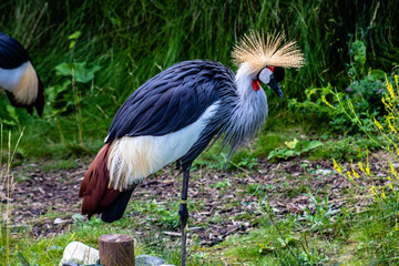 African crowned crane foraging for food by the creek side. Calgary Zoo, Calgary, Alberta, Canada