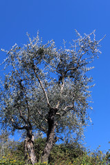 Fronde di olivo con cielo