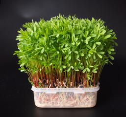 young microgreen vegetable green. A microgreen -  Sprouts in plastic box.  raw sprout vegetables germinated from plant seeds.