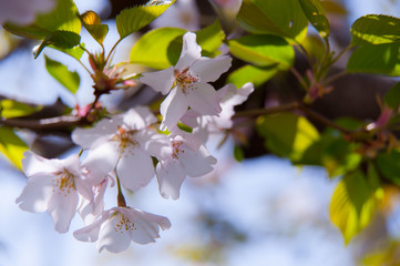 cherry blossoms