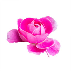 beautiful pink rose on white background