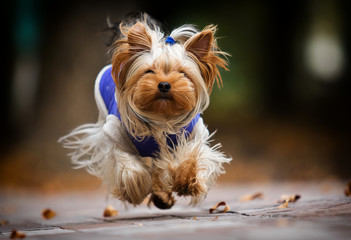 Yorkshire Terrier dog on an autumn walk