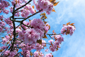 Flowering sakura trees against the sky