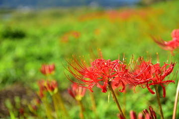川とヒガンバナ