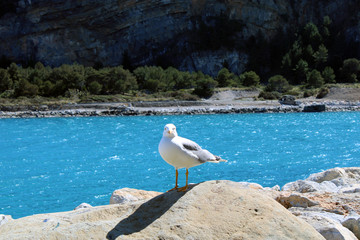 Gabbiano al sole con mare