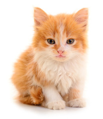 Small red kitten.