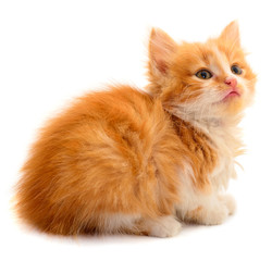 Small red kitten.
