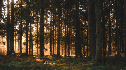 misty forest