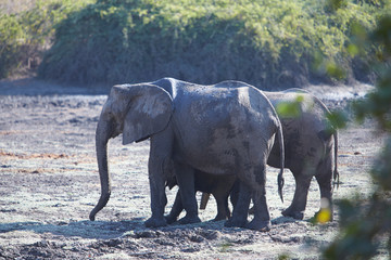 Elephant in Mana Pools National Park, Zimbabwe