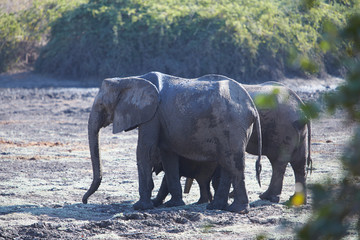 Obraz premium Elephant in Mana Pools National Park, Zimbabwe