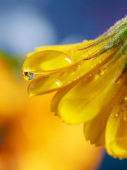 Yellow flower in the water