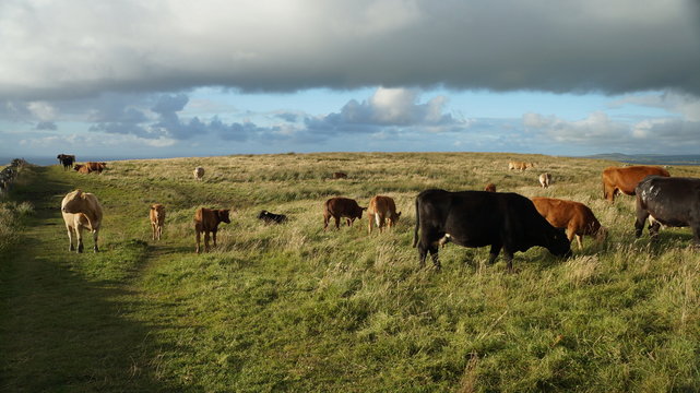 Irland mit gr&uuml;ner Wiesen, K&uuml;hen und Wolken
