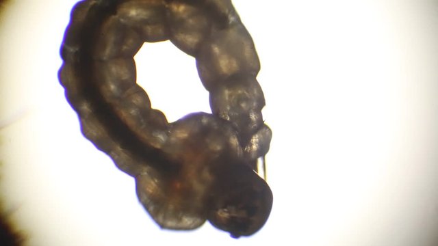 Spasmodic movements of a mosquito larva observed at the stereomicroscope