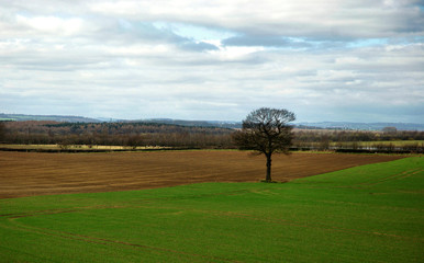 Fototapeta premium Lone Tree in the Landscape at Wintersett in Yorkshire