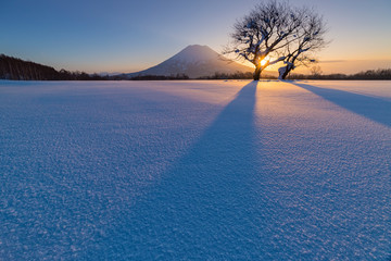 Two cherry tree and Mt. Yotai in winter, Hokkaido, Japan.