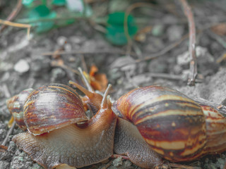 Snails stop by to greet each other in the backyard.