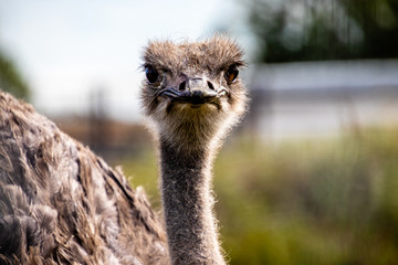 Ostrich in portrait. Discovery Wildlife Park, Innisfill, Alberta, Canada