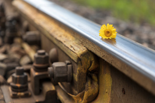 Train tracks cross with flower