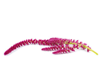 Amaranth plant isolated on white background