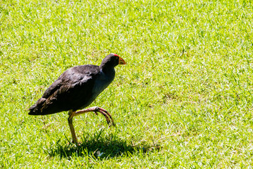 Pukekoes or Australasian swamphens are everywhere on the island. Western spring, Auckland, New Zealand