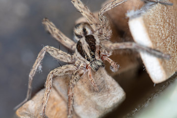 spider wolf in a native habitat