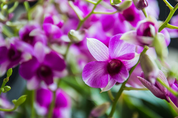 Obraz na płótnie Canvas pink orchid flower in garden