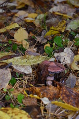 autumn leaves and mushrooms in the forest