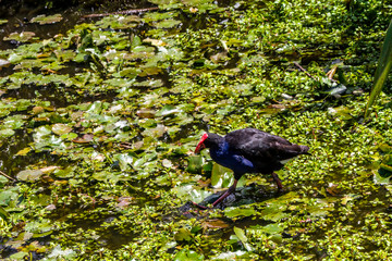 Pukekoes or Australasian swamphens are everywhere on the island. Western spring, Auckland, New Zealand