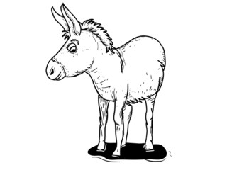 funny little donkey