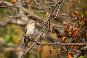 Single flycatcher sitting on tree branch