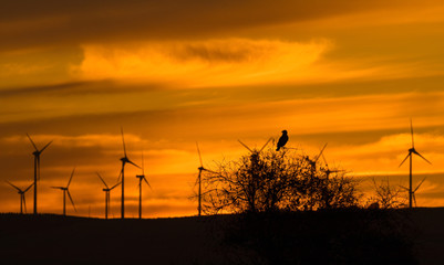 Wildlife threatened by wind farms