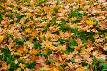  Maple trees with colored leaves . Autumn day.Relaxing atmosphere. Landscape, maple, multi-colored paint