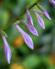 Purple flower buds