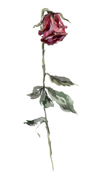 Dry red rose with leaves watercolor illustration. Hand drawn dehydrated dried flower on the stem. Red dry rose single image. Faded flower. Isolated on white background.