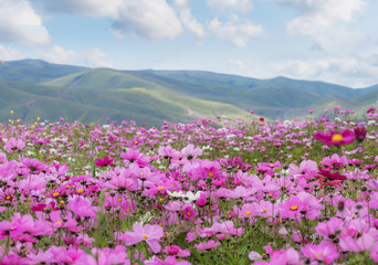 Field of pink flowers with green hill and blue sky in spring
