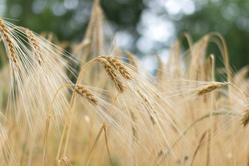 reifes Getreide vor der Ernte