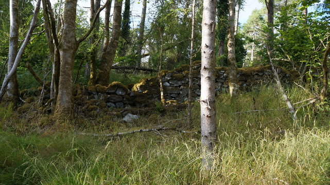 Wald mit Birken und einer alten Mauer