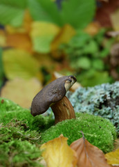 fresh boletus forest mushrooms