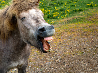 Fototapeta premium Portrait of an icelandic brown horse