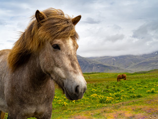 Fototapeta na wymiar Portrait of an icelandic brown horse