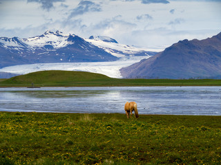 Lonely brown icelandic horse grazes on the shore of a lake