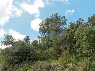 Paysage de Provence. Garrigue et végétation provençale le long de la route des Crêtes vers le Gros Bessillon